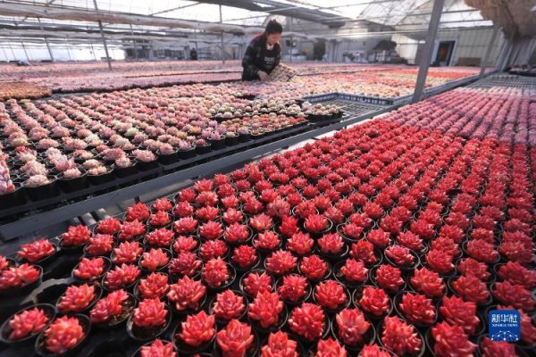 开云体育　　新华社发（梁孝鹏 摄）　　1月29日-kaiyun体育全站app入口登录
